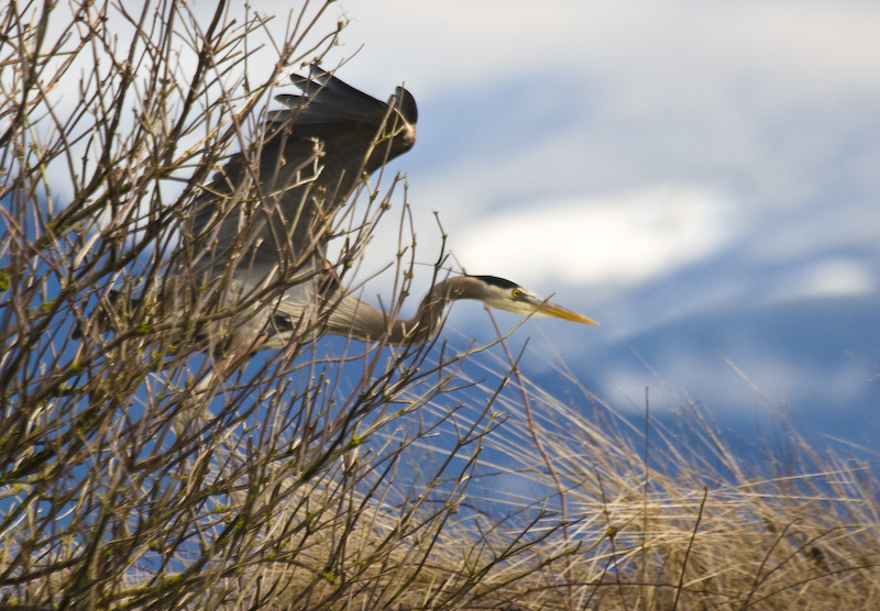 Great Blue Heron In Flight